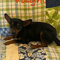 Thumbnail photo of Voight #2