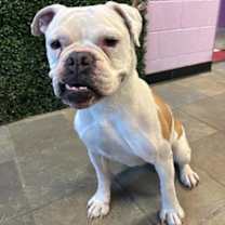 Thumbnail photo of 60012399 #1