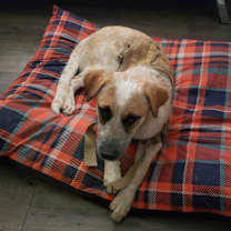 Thumbnail photo of Jinger #3