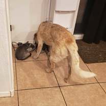 Thumbnail photo of Jinger #4