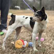 Thumbnail photo of Betsy #2