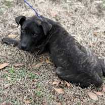 Thumbnail photo of Mocha #3