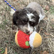 Thumbnail photo of Kitty #4