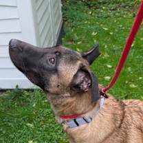 Thumbnail photo of Waffles #2