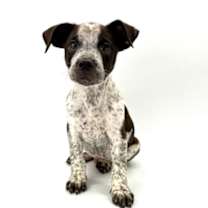 Thumbnail photo of Chevy #1