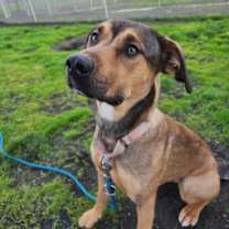 Thumbnail photo of Toffee #1