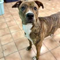 Thumbnail photo of PIXIE #1