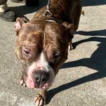 Thumbnail photo of Cassanova #1