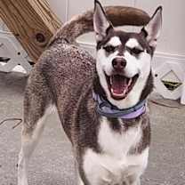 Thumbnail photo of Stormy #2