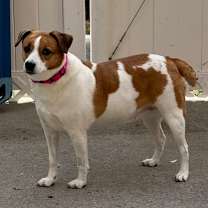 Thumbnail photo of Dante #3