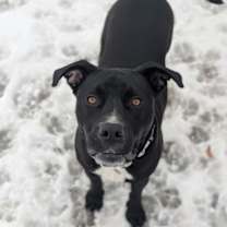 Thumbnail photo of Cricket #1