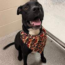 Thumbnail photo of Cricket #2