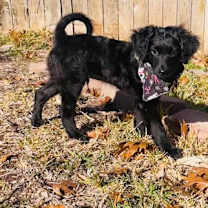 Thumbnail photo of Ollie #2