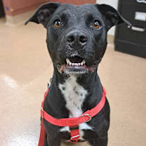 Thumbnail photo of Jay #4