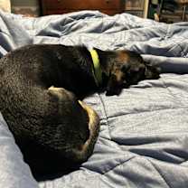 Thumbnail photo of Onyx #3