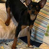 Thumbnail photo of Van #2