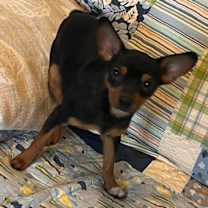 Thumbnail photo of Van #3