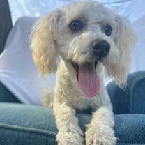 Thumbnail photo of Waldo #1