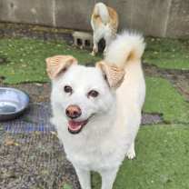 Thumbnail photo of Samo (H) #1