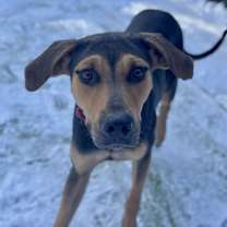 Thumbnail photo of Sheba #1