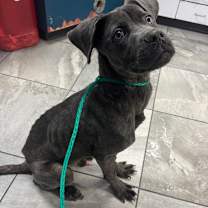 Thumbnail photo of Goose #2