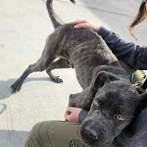 Thumbnail photo of Goose #3