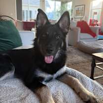 Thumbnail photo of Arya, a gorgeous GSD pup! #2