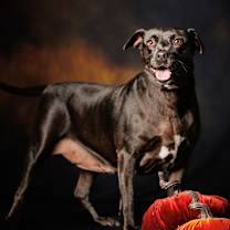 Thumbnail photo of Layla #1