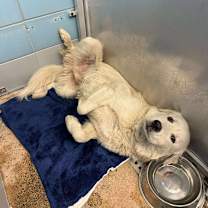 Thumbnail photo of Dale #3