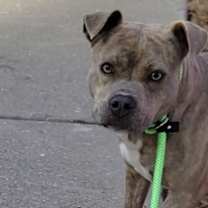 Thumbnail photo of Zara #4