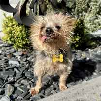 Thumbnail photo of Cooper #1