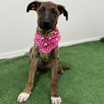 Thumbnail photo of Daisy #4