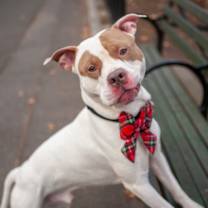 Thumbnail photo of Overalls #1