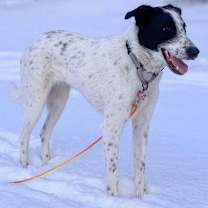 Thumbnail photo of Paul - $250 adoption fee #1