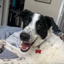 Thumbnail photo of Paul - $250 adoption fee #4