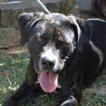 Thumbnail photo of LEVI/URGENT #1