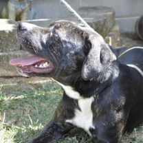 Thumbnail photo of LEVI/URGENT #4