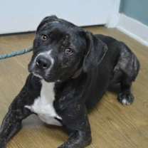 Thumbnail photo of LEVI/URGENT #2