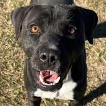 Thumbnail photo of DEPUTY BLACKBERRY/URGENT #3