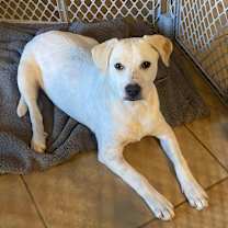 Thumbnail photo of Lainey #4