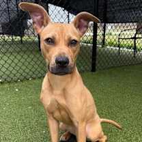 Thumbnail photo of Jellybean #1