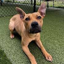 Thumbnail photo of Jellybean #4