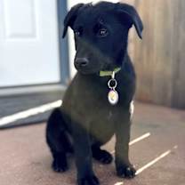 Thumbnail photo of Cranberry #1