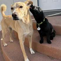 Thumbnail photo of Cranberry #3