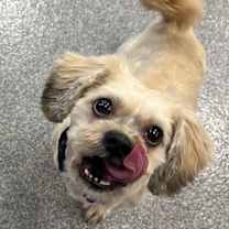 Thumbnail photo of Twain (Bonded to Riley) #2