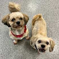 Thumbnail photo of Riley (Bonded to Twain) #3