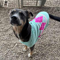 Thumbnail photo of Zola #4