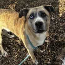 Thumbnail photo of Dex #1