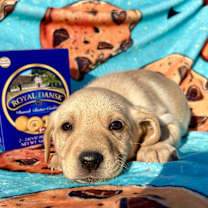 Thumbnail photo of Royal Dansk #2