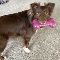 Thumbnail photo of Canela #1